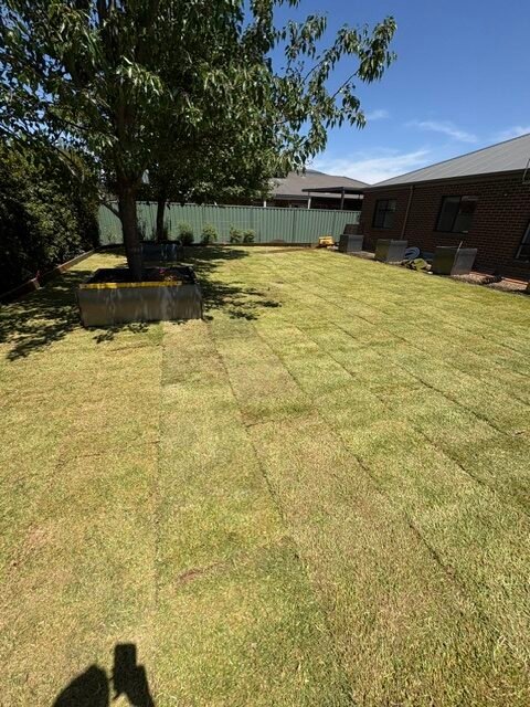 Freshly installed turf covering a newly levelled backyard in Kialla.